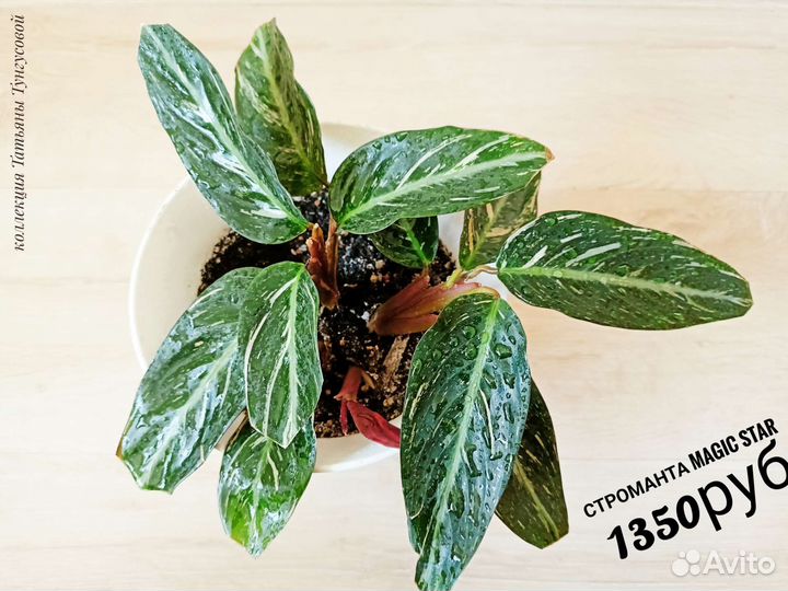 Строманты,маранты, диффенбахии