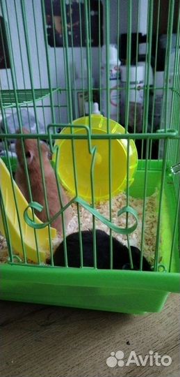 Хомяки вместе с клеткой