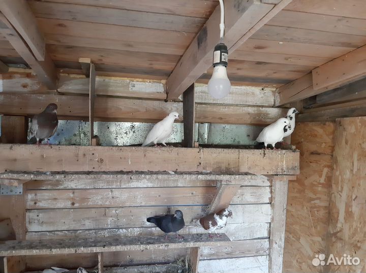 Голуби певчие (поющие)