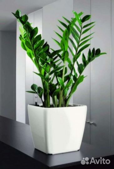 Замиокулькас