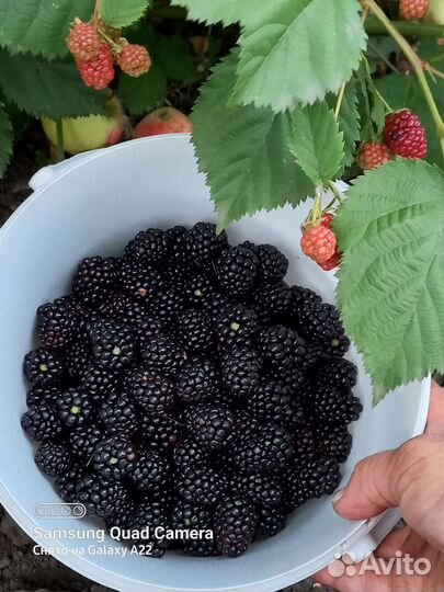 Саженцы ежевики крупноплодной