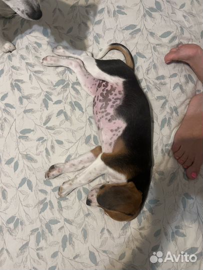 Щенок бигль девочка