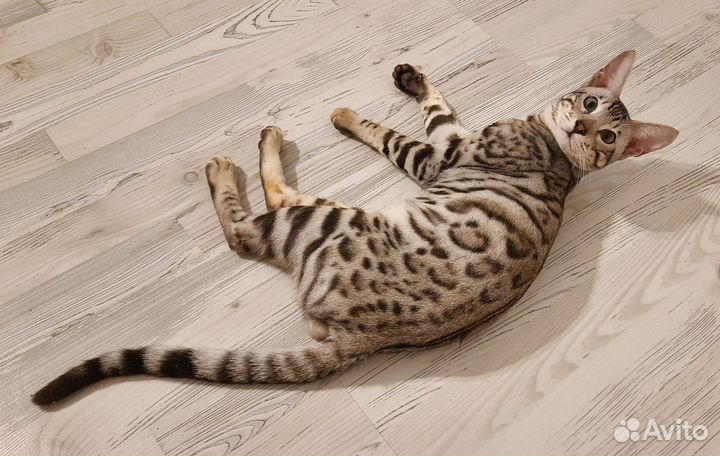 Бенгальский кот/серенгети