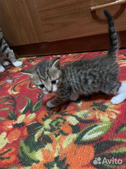 Котики в добрые руки