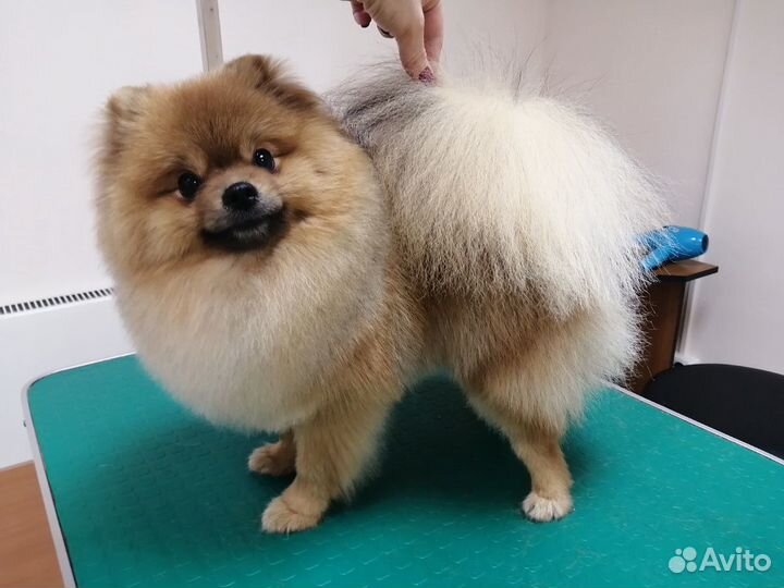Стрижка собак, кошек