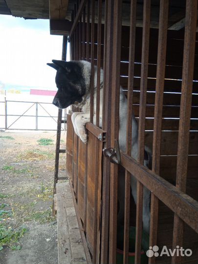 Акита мальчик ищет хозяина