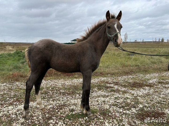 Серый жеребчик 2023