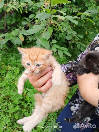 Найденные на даче котята