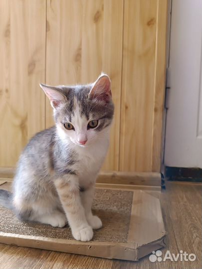 Отдам в добрые руки маленьких кошечек