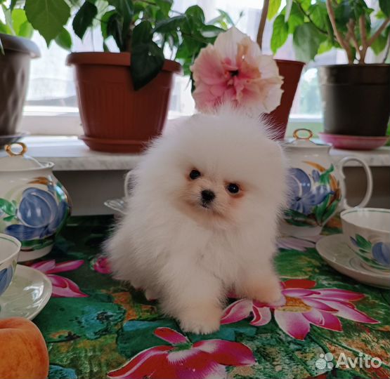 Померанский мини щенок