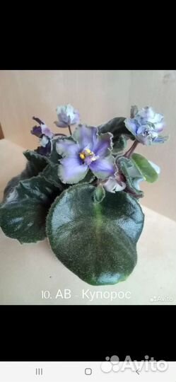 Цветущие фиалки стартеры