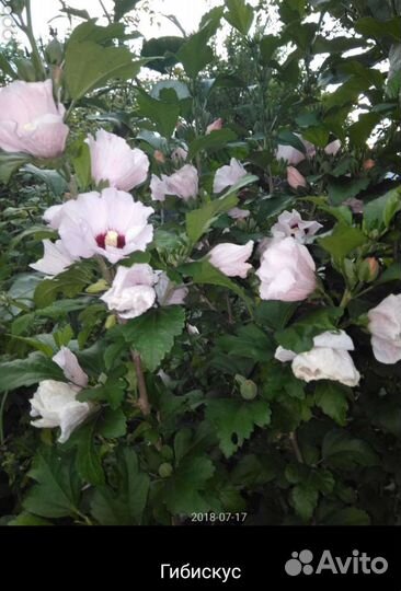 Хоста и другие цветы