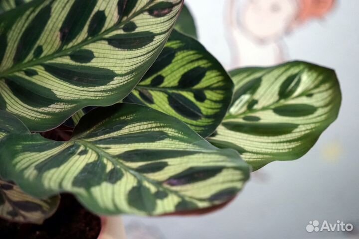 Калатея макоя роскошный куст