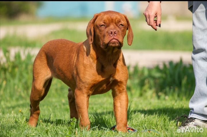 Щенок Бордосик