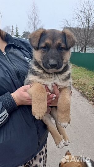 Щенок в добрые руки
