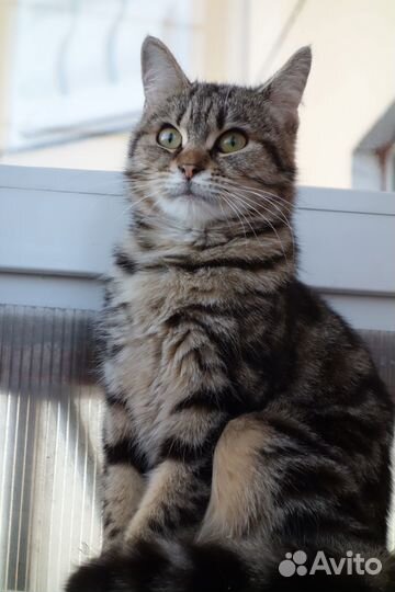 Молодая кошечка до года мраморная ласковая девочка