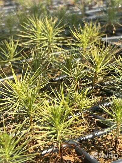 Сеянцы сосны