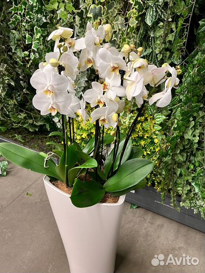 Орхидея фаленопсис в кашпо lechuza H 100