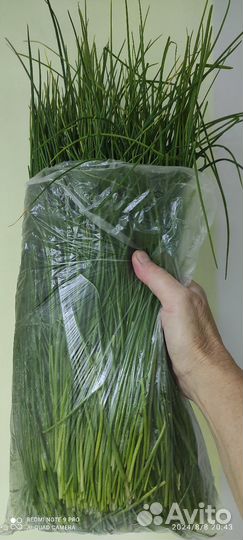 Лук зеленый