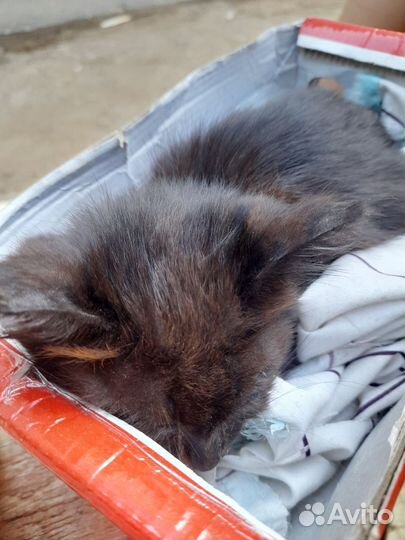 Маленький котенок