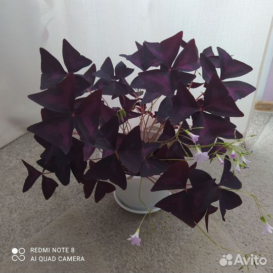 Цветы оксалис кислица бабочка