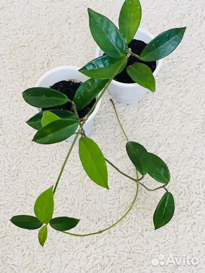 Хойя домашние цветы