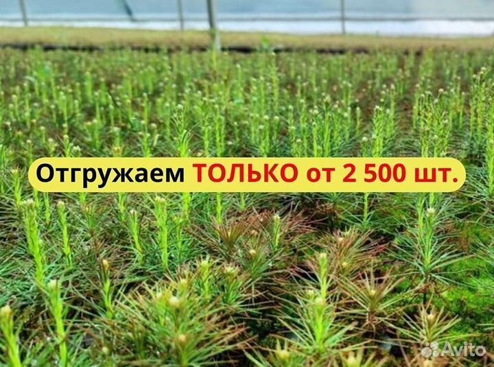 Сеянцы сосны зкс оптом