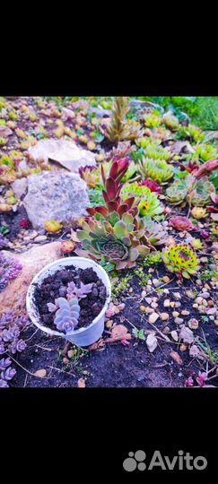 Очиток фиолетовый