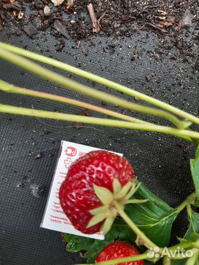 Саженцы клубники