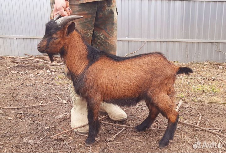 Продаётся камерунский козлик