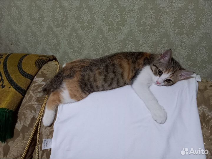 Отдам кота в добрые руки