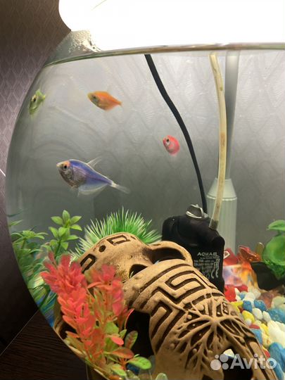 Аквариум с рыбками