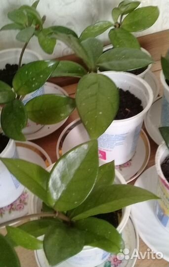 Хойя, молодые растения