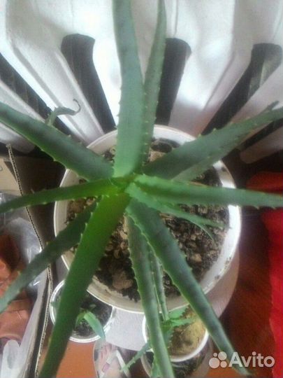 Алоэ лечебное