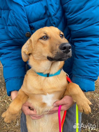 Щенки подростки разномастные