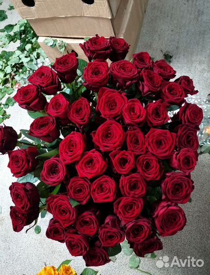 Розы, букет цветов, 101 роза, 51 роза. Розы опт