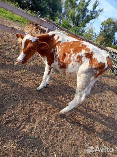 Продам телят
