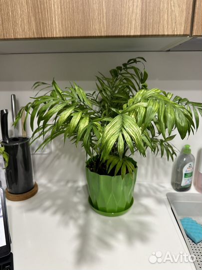 Хамедорея большая