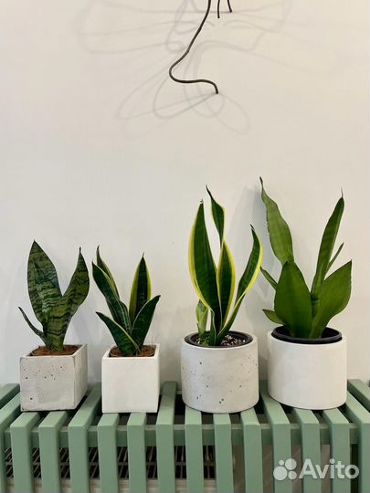 Сансевиерии разные