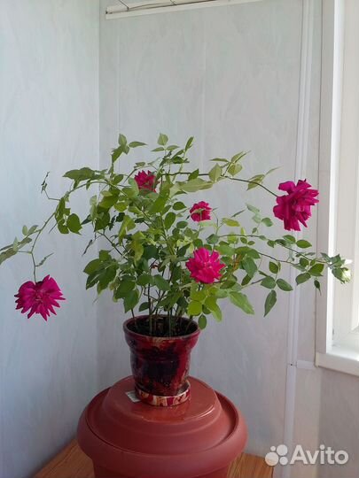 Роза комнатная