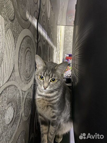 Кошка в добрые руки бесплатно