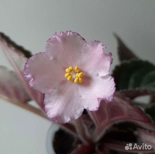 Детки и стартеры сортовых фиалок