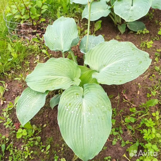 Хоста гигантская Блю Ангел