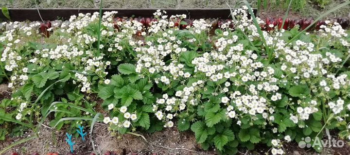 Земклуника