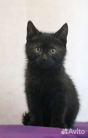 Котята в добрые руки бесплатно