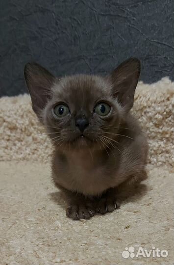 Бурманские котята