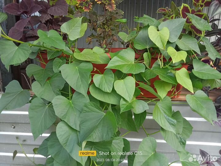 Ипомея батат 6 сортов