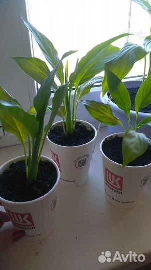 Алоэ, денежное дерево