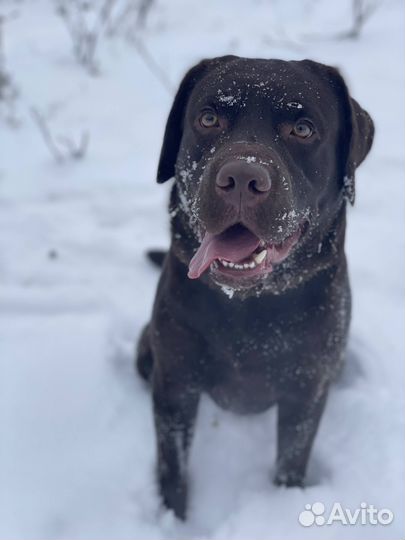 Вязка лабрадор ретривер кобель