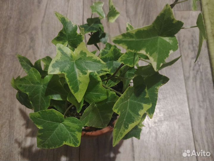 Плющ комнатный